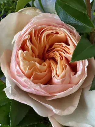 roses, rose, blumengarten, fine flowers, flowers