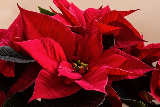 poinsettia care, poinsetta, flowers, blumengarten, floral care