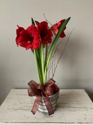 holiday plants, holiday flowers, blumengarten, fine flowers, flowers